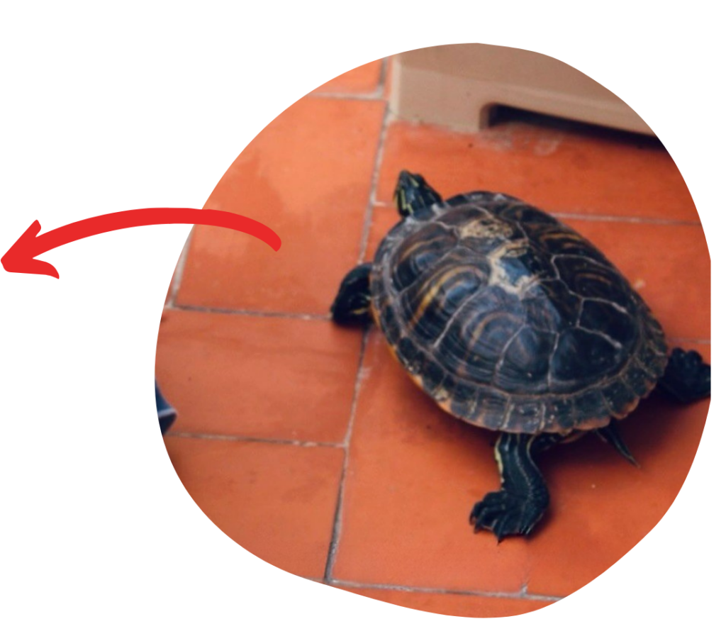 Con nuestro enfoque en la crianza libre en Valencia, ofrecemos un ambiente donde los niños se sienten libres para expresarse y aprender a través de la experiencia.