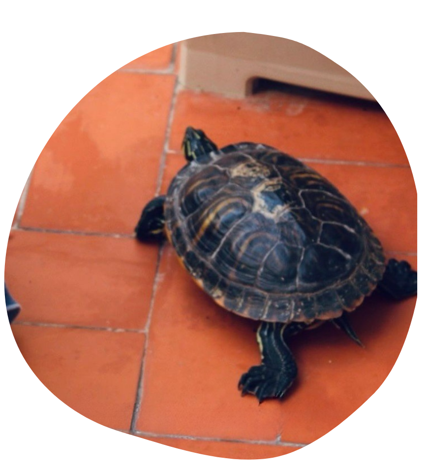 Con nuestro enfoque en la crianza libre en Valencia, ofrecemos un ambiente donde los niños se sienten libres para expresarse y aprender a través de la experiencia.